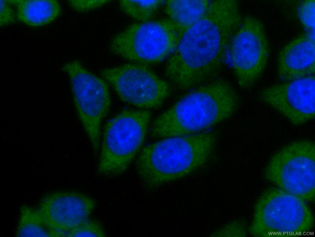 PA2G4 Antibody in Immunocytochemistry (ICC/IF)