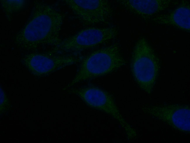 ORM1/2 Antibody in Immunocytochemistry (ICC/IF)