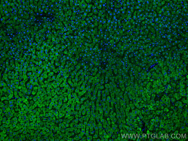 Complement factor B Antibody in Immunohistochemistry (PFA fixed) (IHC (PFA))