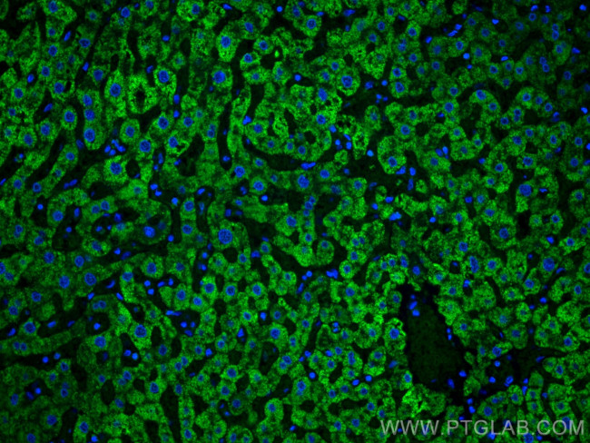 Complement factor B Antibody in Immunohistochemistry (PFA fixed) (IHC (PFA))