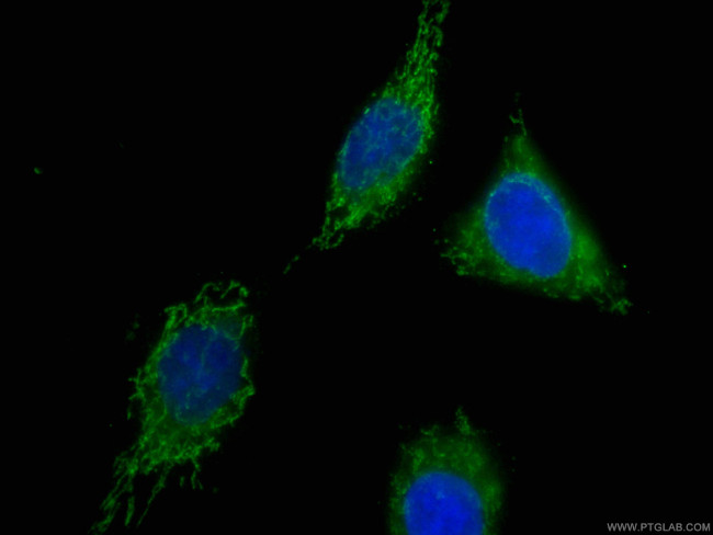 CNPY2, MSAP Antibody in Immunocytochemistry (ICC/IF)