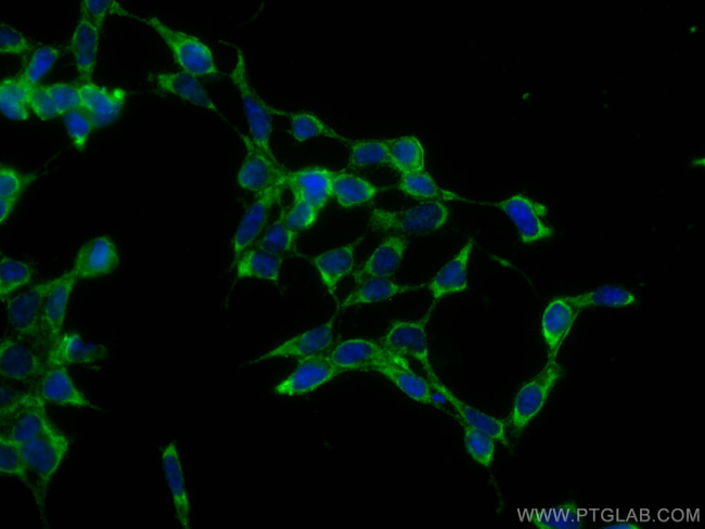 SERPINE2 Antibody in Immunocytochemistry (ICC/IF)