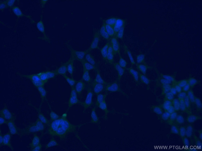 SERPINE2 Antibody in Immunocytochemistry (ICC/IF)