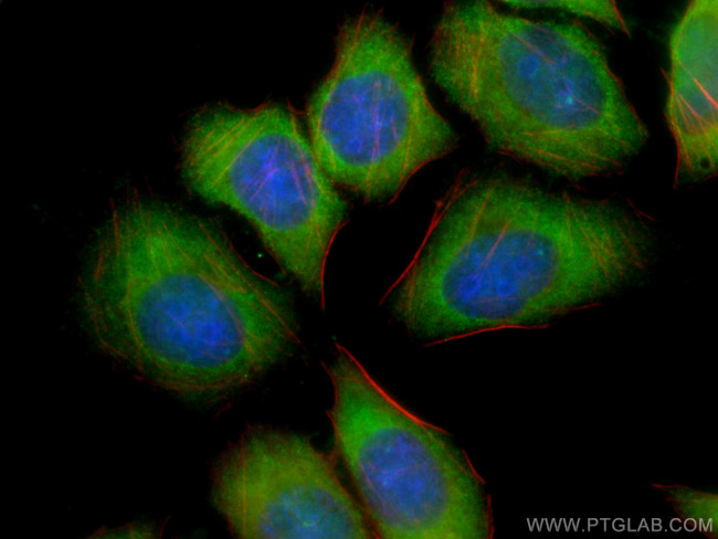 Apolipoprotein AI Antibody in Immunocytochemistry (ICC/IF)