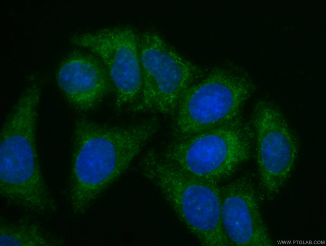 Apolipoprotein AI Antibody in Immunocytochemistry (ICC/IF)