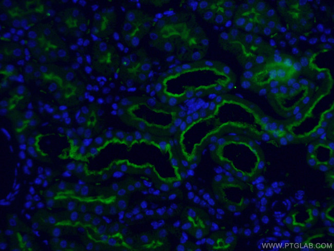 CD13 Antibody in Immunohistochemistry (PFA fixed) (IHC (PFA))