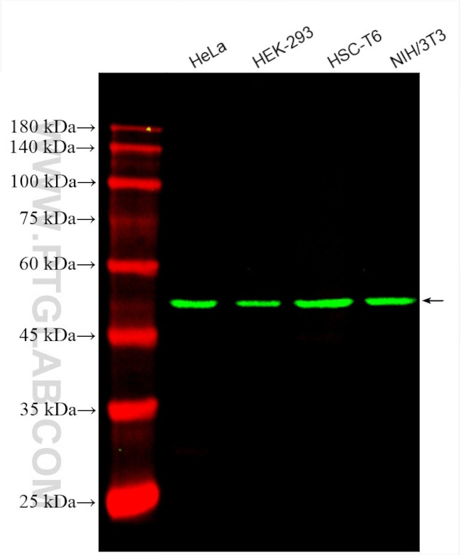 beta Tubulin Antibody in Western Blot (WB)