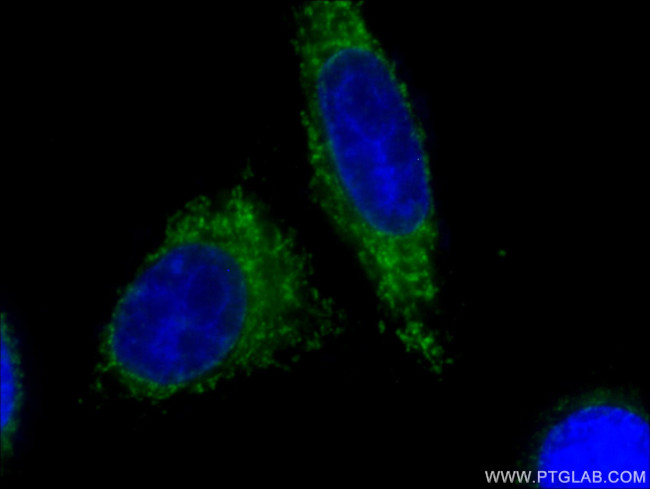 Cytochrome c Antibody in Immunocytochemistry (ICC/IF)