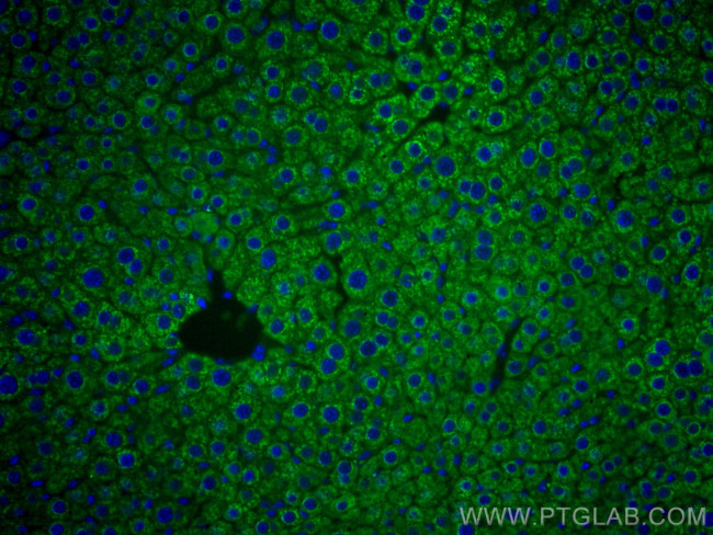 Mcp1 Antibody in Immunohistochemistry (PFA fixed) (IHC (PFA))