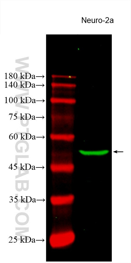 TUBB3-specific Antibody in Western Blot (WB)