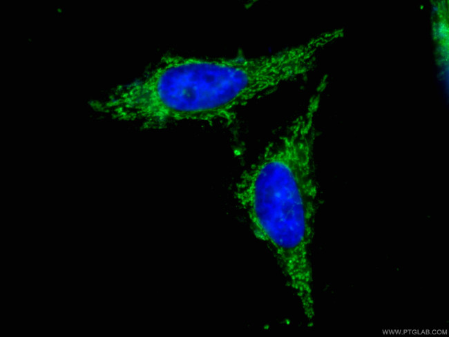 Prohibitin 2 Antibody in Immunocytochemistry (ICC/IF)