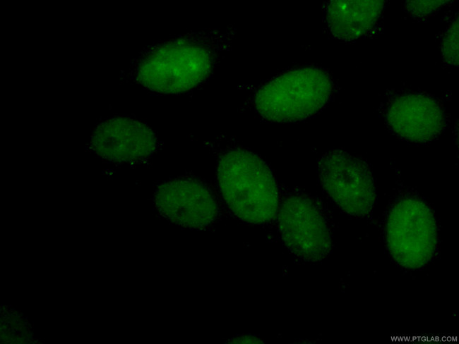 CBX3 Antibody in Immunocytochemistry (ICC/IF)