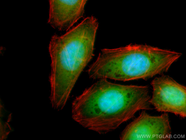 TXN Antibody in Immunocytochemistry (ICC/IF)