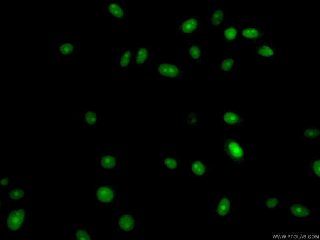 TXN Antibody in Immunocytochemistry (ICC/IF)