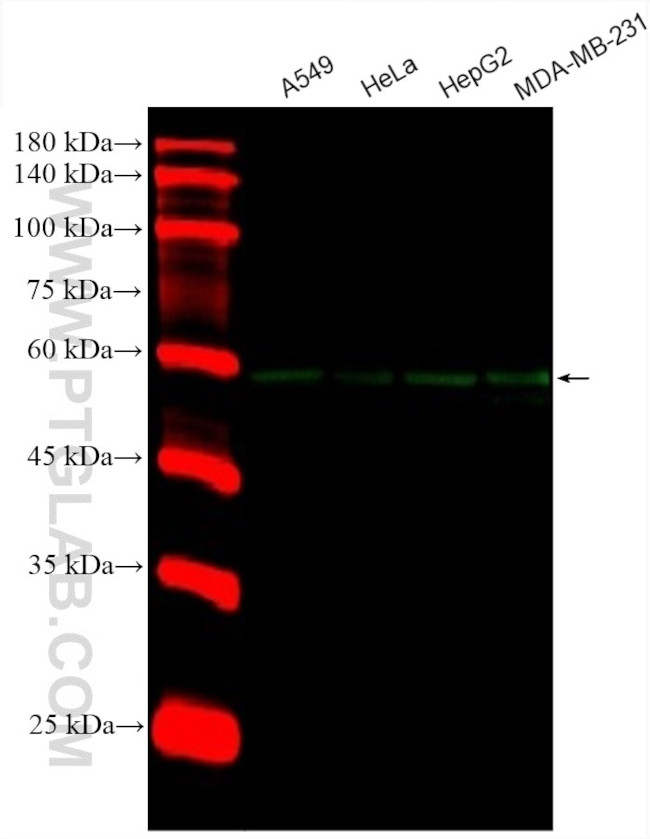 WWTR1 Antibody in Western Blot (WB)