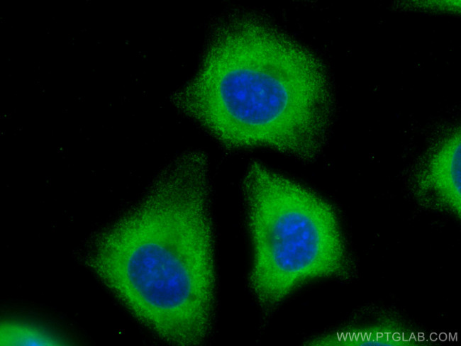 EXOC3L2 Antibody in Immunocytochemistry (ICC/IF)