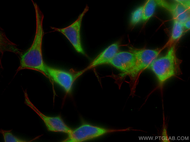 ARC Antibody in Immunocytochemistry (ICC/IF)