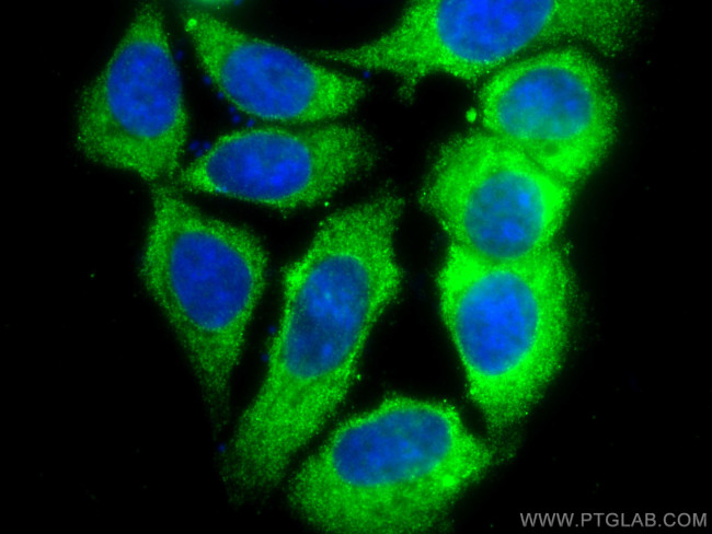 PLDN Antibody in Immunocytochemistry (ICC/IF)