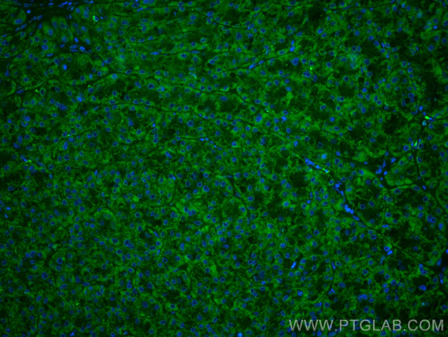 OCIAD1 Antibody in Immunohistochemistry (PFA fixed) (IHC (PFA))