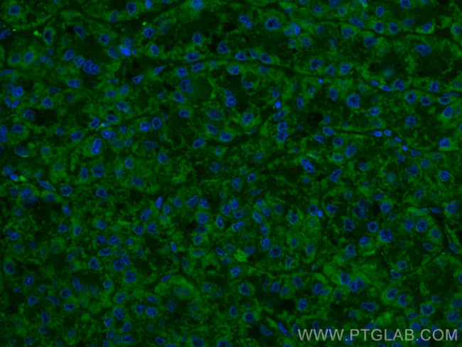 OCIAD1 Antibody in Immunohistochemistry (PFA fixed) (IHC (PFA))