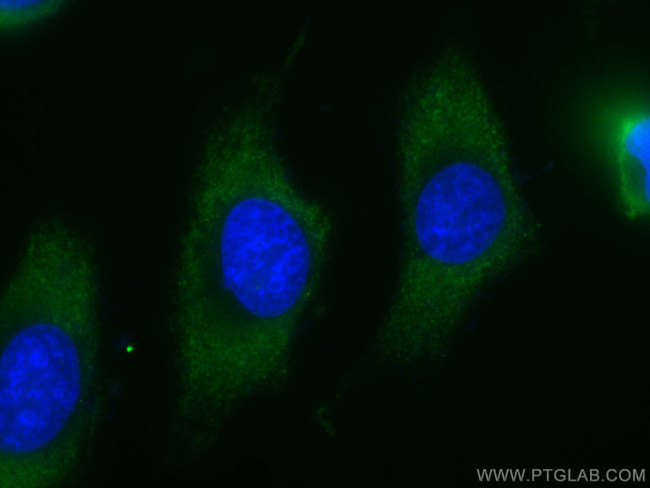 MTAP Antibody in Immunocytochemistry (ICC/IF)