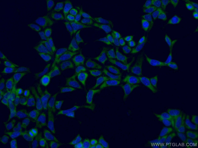 ATG13 Antibody in Immunocytochemistry (ICC/IF)