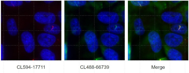 ARL13B Antibody in Immunocytochemistry (ICC/IF)