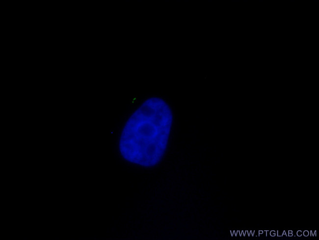 ARL13B Antibody in Immunocytochemistry (ICC/IF)