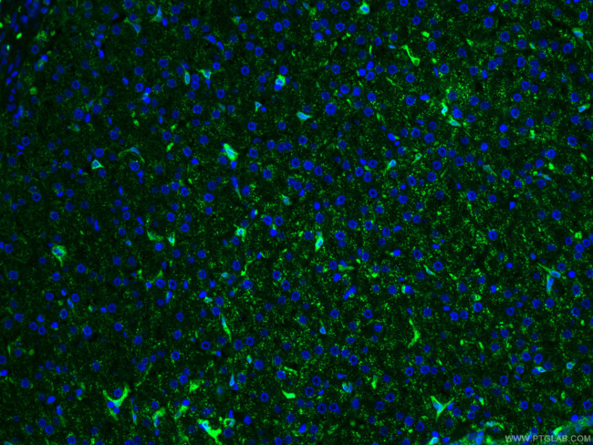 HO-1/HMOX1 Antibody in Immunohistochemistry (PFA fixed) (IHC (PFA))