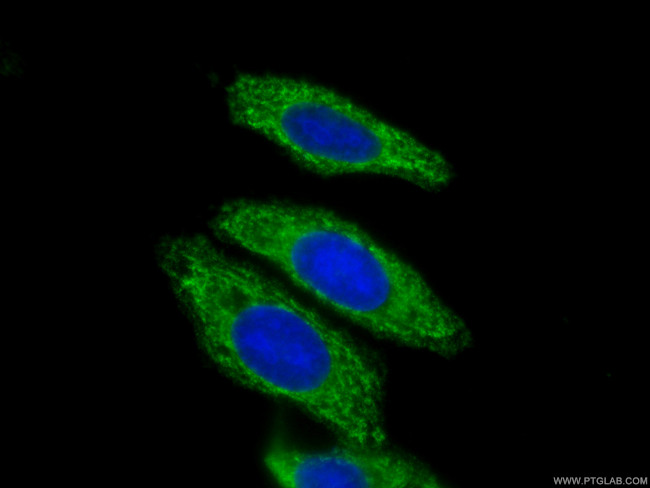 Syntaxin 16 Antibody in Immunocytochemistry (ICC/IF)