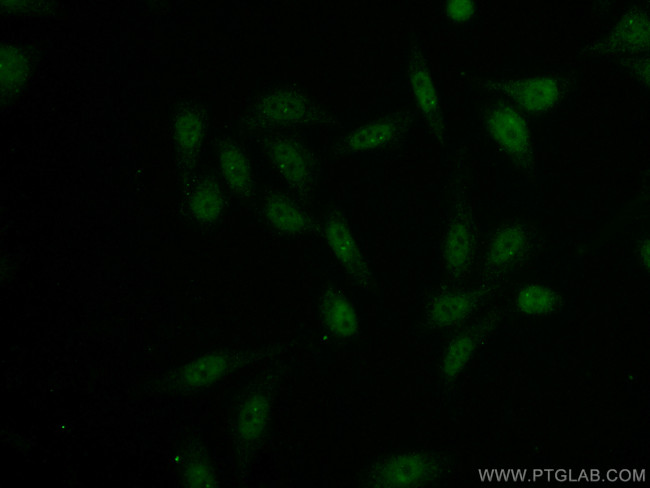 NRF1 Antibody in Immunocytochemistry (ICC/IF)