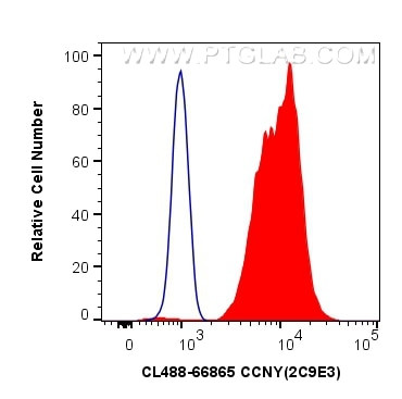 CCNY Antibody in Flow Cytometry (Flow)