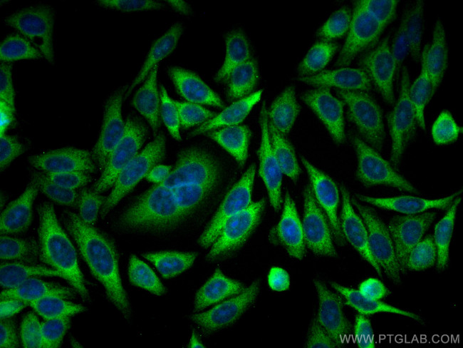 YAP1 Antibody in Immunocytochemistry (ICC/IF)