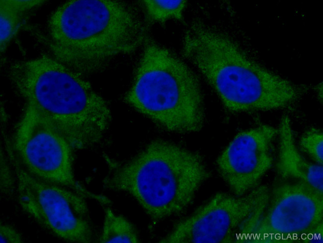 GNAI2 Antibody in Immunocytochemistry (ICC/IF)