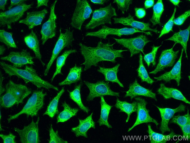 NFS1 Antibody in Immunocytochemistry (ICC/IF)