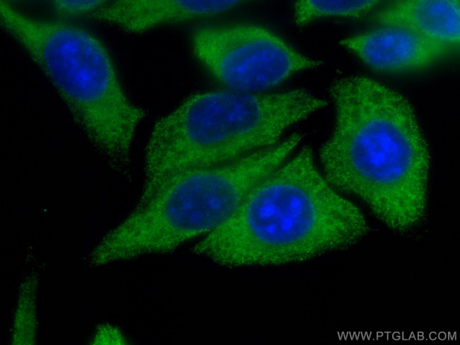 CYP3A4 Antibody in Immunocytochemistry (ICC/IF)