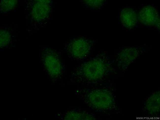 TCF3 Antibody in Immunocytochemistry (ICC/IF)