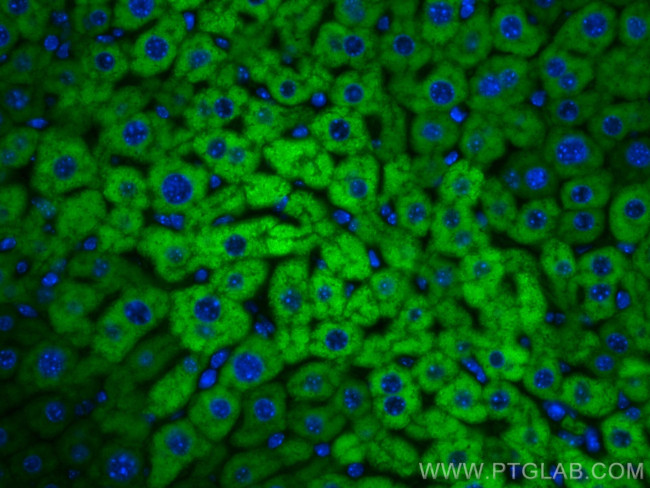 CYP2E1 Antibody in Immunohistochemistry (PFA fixed) (IHC (PFA))