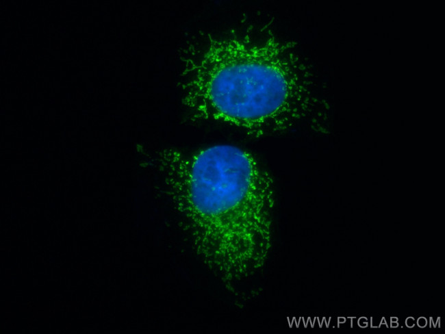 TUFM Antibody in Immunocytochemistry (ICC/IF)