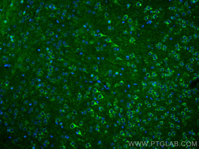 Sortilin Antibody in Immunohistochemistry (PFA fixed) (IHC (PFA))