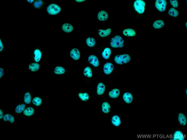 RALY Antibody in Immunocytochemistry (ICC/IF)