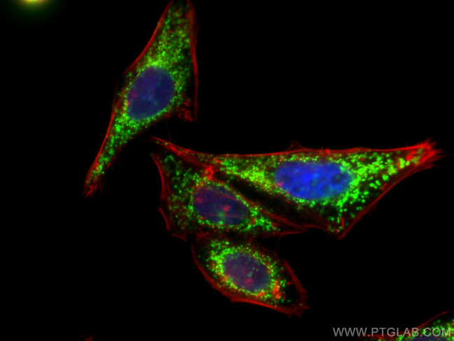 TRAP1 Antibody in Immunocytochemistry (ICC/IF)