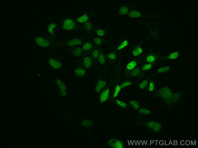 c-MYC Antibody in Immunocytochemistry (ICC/IF)