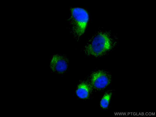 Syntaxin 6 Antibody in Immunocytochemistry (ICC/IF)