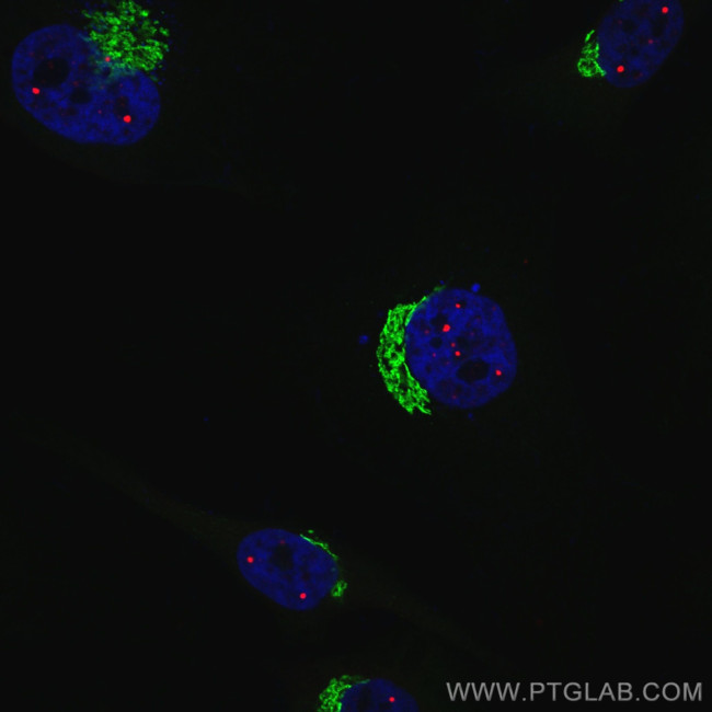 GOLGA2/GM130 Antibody in Immunocytochemistry (ICC/IF)