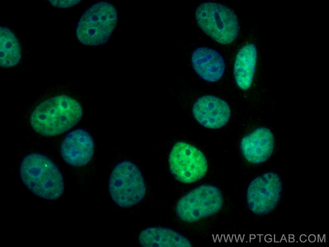 HuR Antibody in Immunocytochemistry (ICC/IF)