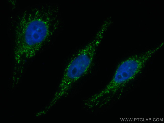 PYCR1 Antibody in Immunocytochemistry (ICC/IF)