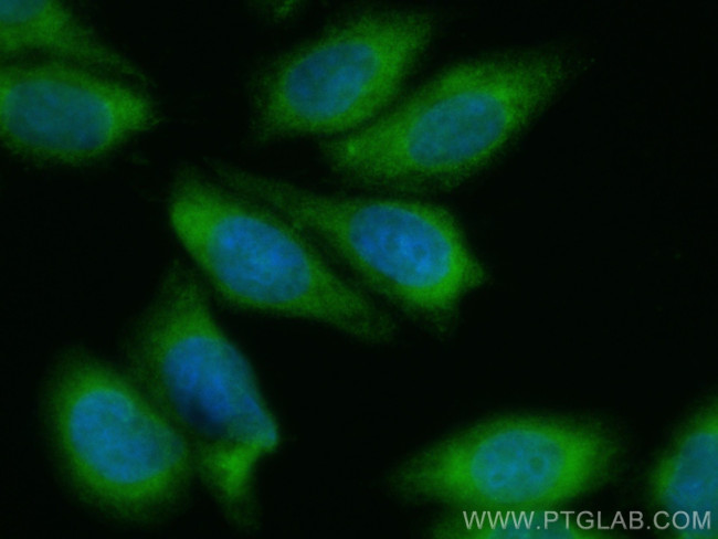 MICAL2 Antibody in Immunocytochemistry (ICC/IF)