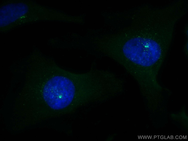 PCM1 Antibody in Immunocytochemistry (ICC/IF)