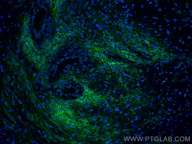 EMILIN1 Antibody in Immunohistochemistry (Paraffin) (IHC (P))